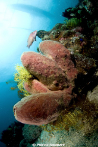 Anilao by Patrick Neumann 